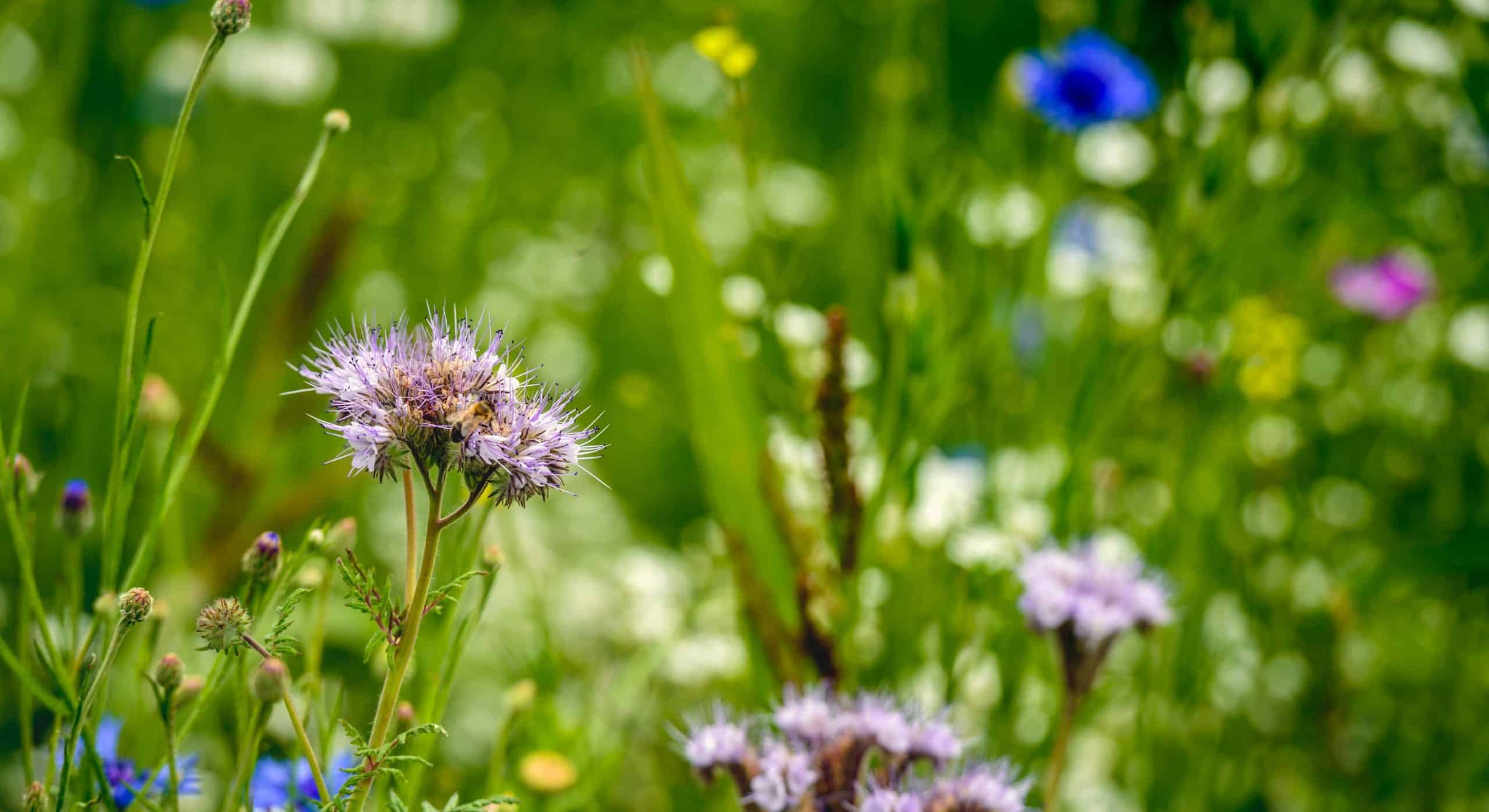 Biodiversity Net Gain: What’s Changing for Smaller Developments?Development Land Update: Strong progress