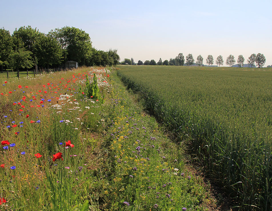 hedgerow