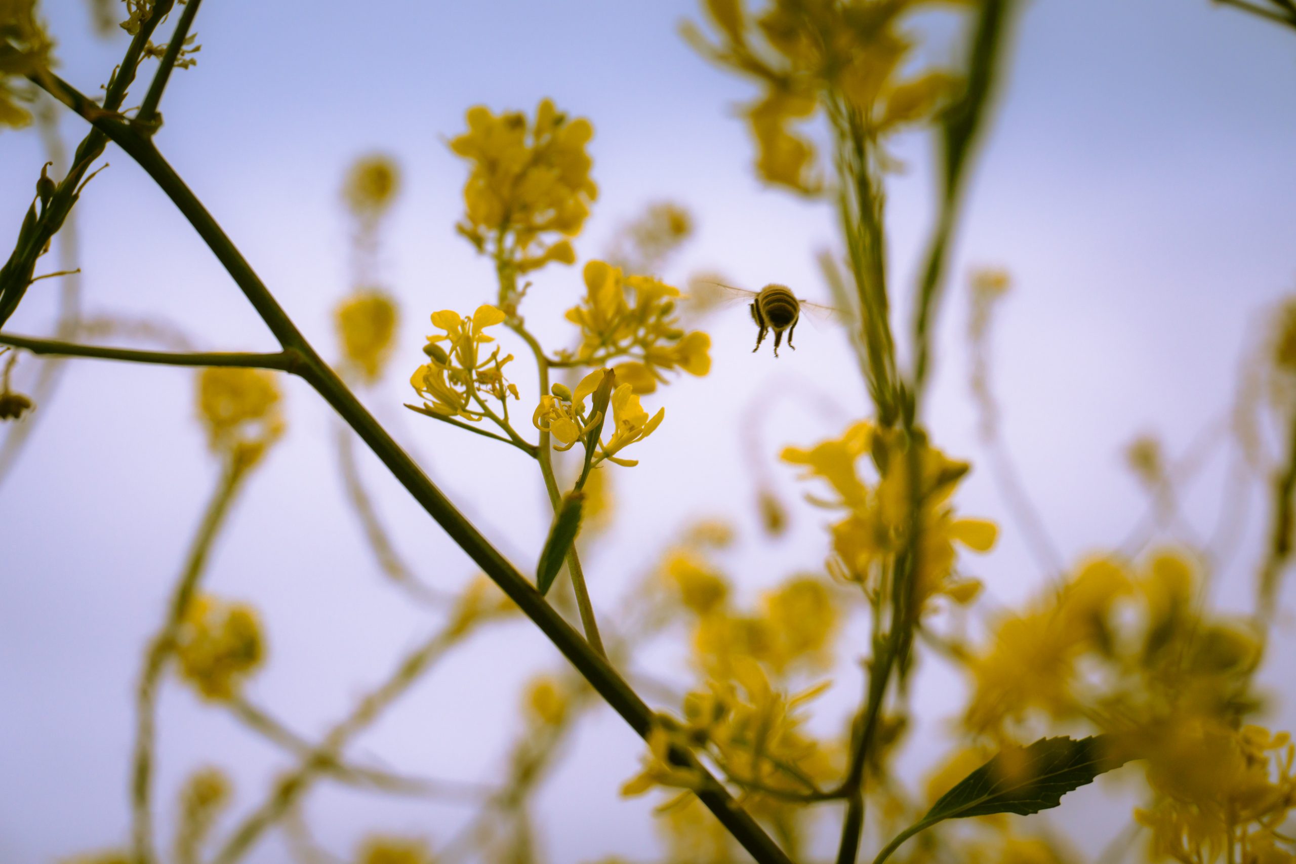 Bee - Biodiversity net gain 