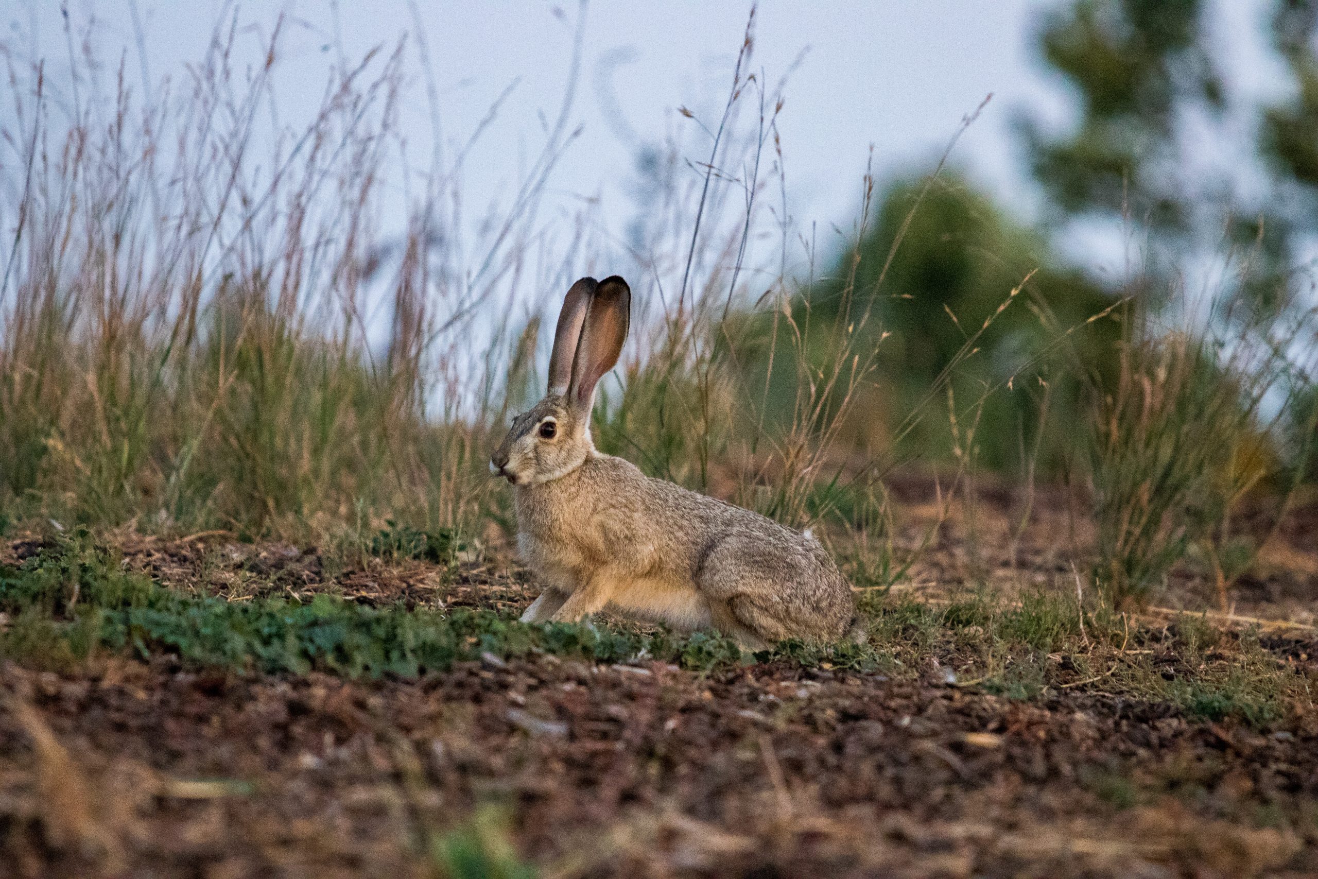 Understanding the Importance of Biodiversity Net Gain