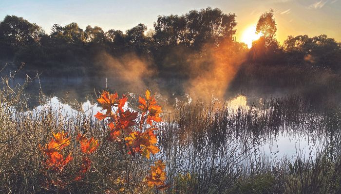 The future of newt counting – Biodiversity Net Gain